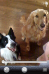 PetSnap-screenshot_2