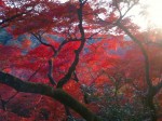 momiji_hdr momiji_hdr