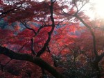 momiji_orgn