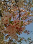 sakura_hdr