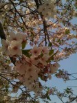 sakura_orgn