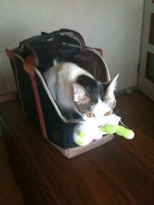 準備万端のささみくん