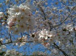 sakura_l_hdr sakura_l_hdr