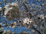 sakura_l_orgn sakura_l_orgn