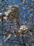 sakura_p_orgn sakura_p_orgn