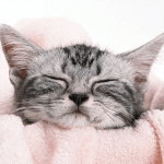 uranai-nyan-icon7