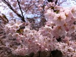 hirosaki-sakura-1